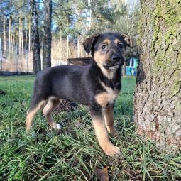 samiec, mieszaniec, czarny podpalany