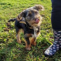 pies, samiec, mieszaniec, trzykolorowy