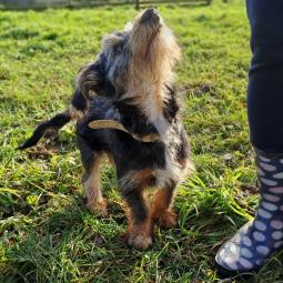 pies, samiec, mieszaniec, trzykolorowy