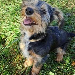 pies, samiec, mieszaniec, trzykolorowy