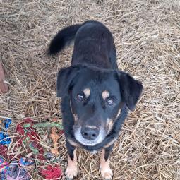 samiec, czarny podpalany, średni