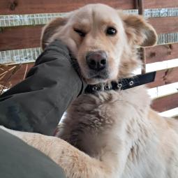 beżowa, średnia suczka