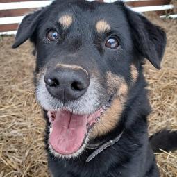 samiec, czarny podpalany, średni