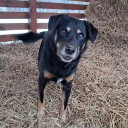 samiec, czarny podpalany, średni