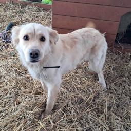 beżowa, średnia suczka