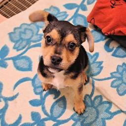 samiec, mieszaniec, czarny podpalany, szczeniak