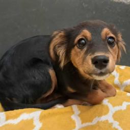 suka, mała, czarna podpalana