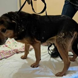 pies, samiec, duży, czarny podpalany