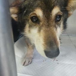 pies, samiec, mieszaniec, biało-brązowy