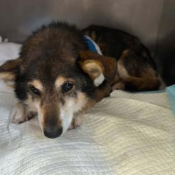 pies, samiec, mieszaniec, biało-brązowy