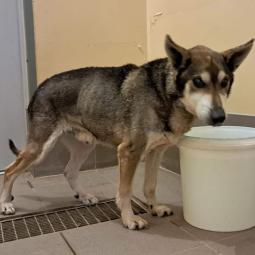 pies, samiec, mieszaniec, brązowy