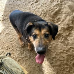 pies, samiec, duży, czarny podpalany