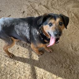 pies, samiec, duży, czarny podpalany