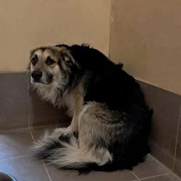 pies, samiec, mieszaniec, czarny podpalany