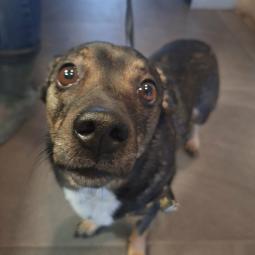 suczka, mała, brązowa, mieszaniec