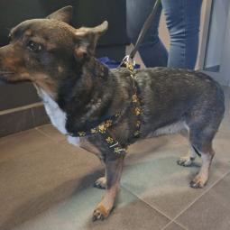 suczka, mała, brązowa, mieszaniec